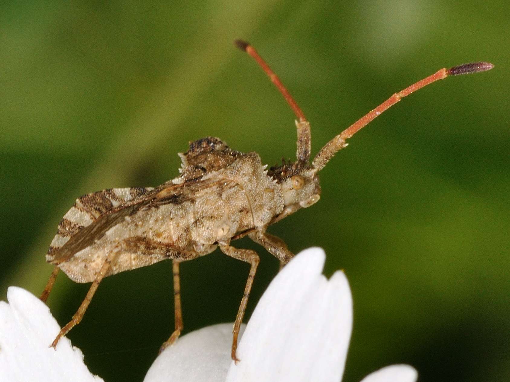 Coreidae: Centrocoris spiniger  dell''Abruzzo (AQ)